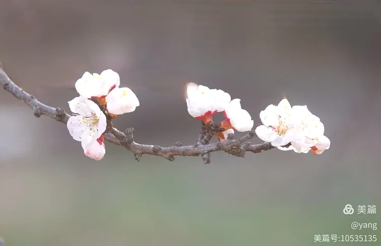 一支红杏出墙来